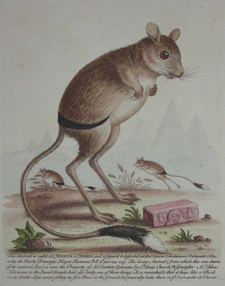 Print - (Jerboa) - Edwards